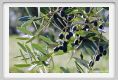 tenuta_di_arceno1359