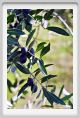 tenuta_di_arceno1371