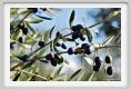 tenuta_di_arceno1372