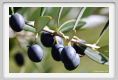 tenuta_di_arceno1375