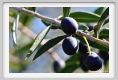 tenuta_di_arceno1377