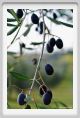 tenuta_di_arceno1382