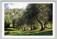 tenuta_di_arceno1383