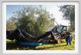 tenuta_di_arceno1385