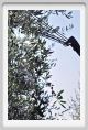 tenuta_di_arceno1390