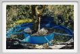 tenuta_di_arceno1406