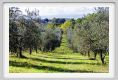 tenuta_di_arceno1341