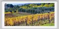 tenuta_di_arceno1407