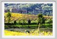 tenuta_di_arceno1409