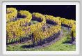 tenuta_di_arceno1410