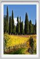 tenuta_di_arceno1412