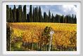tenuta_di_arceno1414