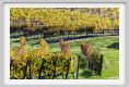 tenuta_di_arceno1417