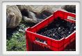 tenuta_di_arceno1418
