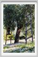 tenuta_di_arceno1422