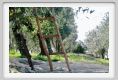 tenuta_di_arceno1433