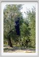 tenuta_di_arceno1438