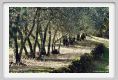 tenuta_di_arceno1441