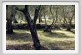 tenuta_di_arceno1447