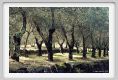 tenuta_di_arceno1448