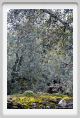 tenuta_di_arceno1453