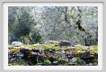 tenuta_di_arceno1454
