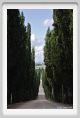 tenuta_di_arceno1462