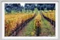 tenuta_di_arceno1468