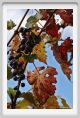 tenuta_di_arceno1469