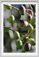 tenuta_di_arceno1346