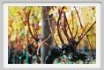 tenuta_di_arceno1472