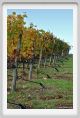 tenuta_di_arceno1473