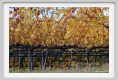 tenuta_di_arceno1474