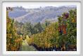 tenuta_di_arceno1475