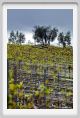 tenuta_di_arceno1480