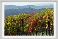 tenuta_di_arceno1484