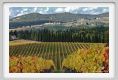 tenuta_di_arceno1493