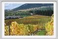 tenuta_di_arceno1495