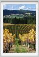 tenuta_di_arceno1497