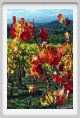 tenuta_di_arceno1501