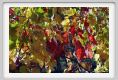 tenuta_di_arceno1503