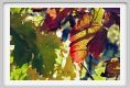 tenuta_di_arceno1504