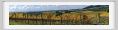 tenuta_di_arceno1506