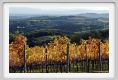 tenuta_di_arceno1514