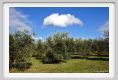 tenuta_di_arceno1520