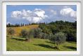 tenuta_di_arceno1525
