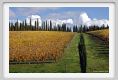 tenuta_di_arceno1529