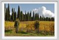 tenuta_di_arceno1531