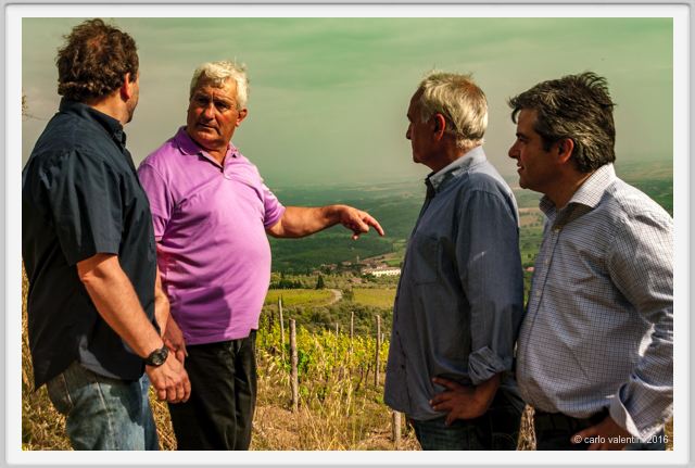 tenuta_di_arceno1364
