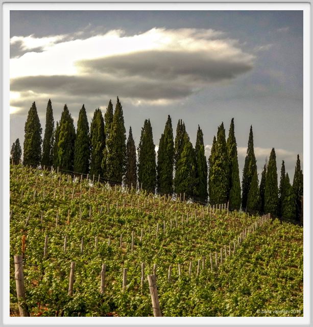 tenuta_di_arceno1346